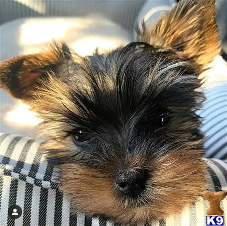 Yorkshire Terrier stud dog