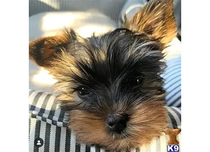 Yorkshire Terrier