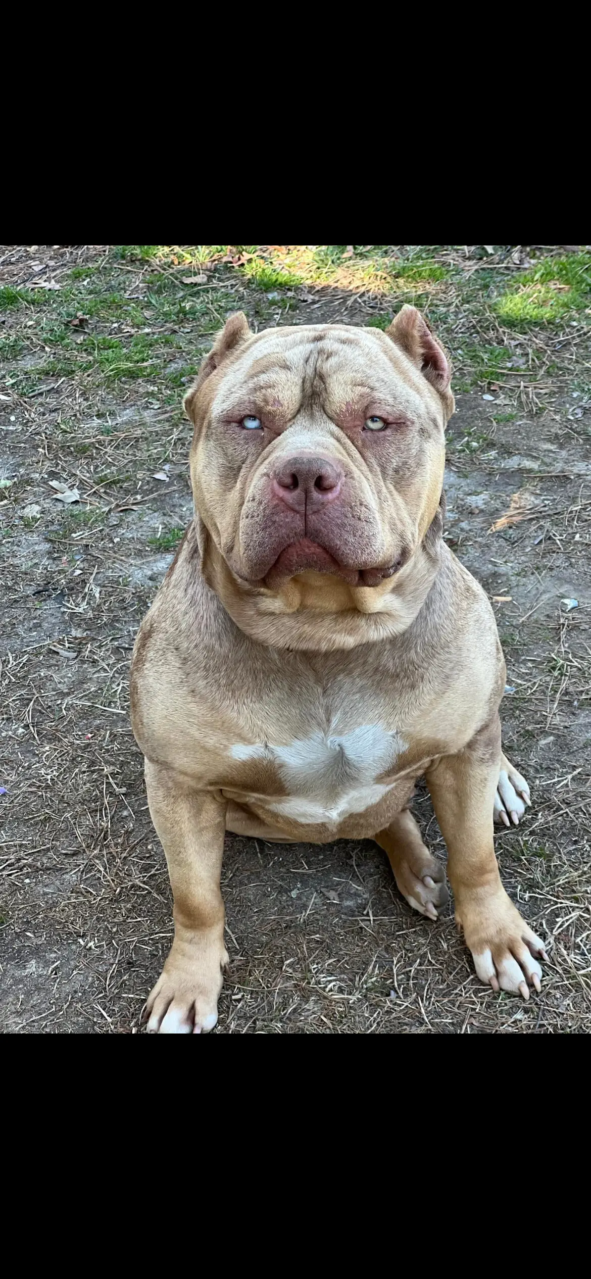 American Bully stud dog: Tan American Bully sitting on dirt with a white chest patch