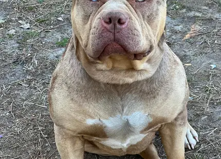 American Bully stud dog: Tan American Bully sitting on dirt with a white chest patch
