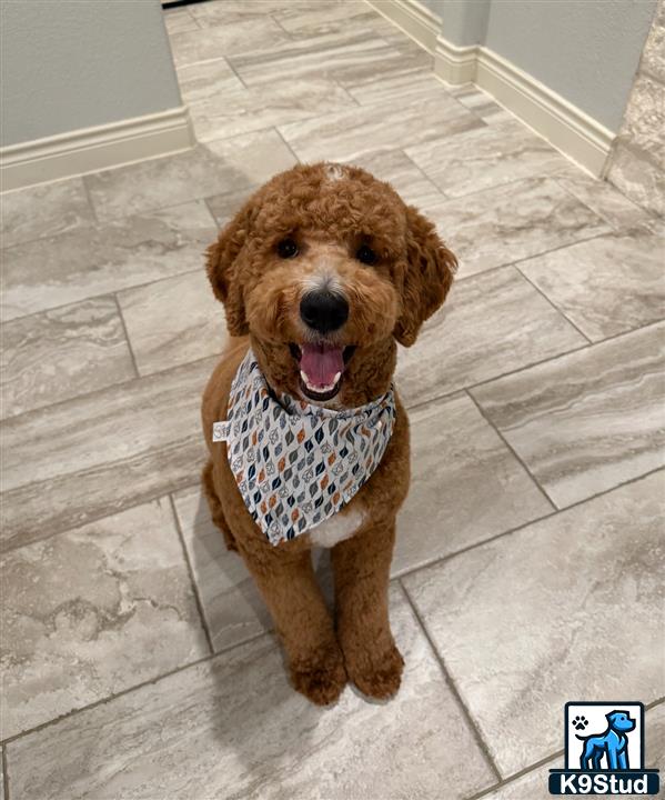 a goldendoodles dog wearing a scarf