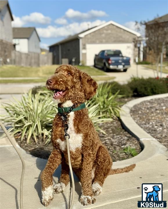 a goldendoodles dog on a leash