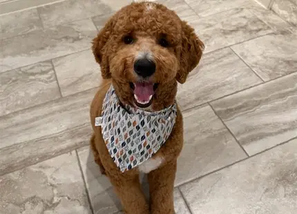 a goldendoodles dog wearing a scarf