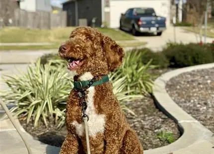 a goldendoodles dog on a leash