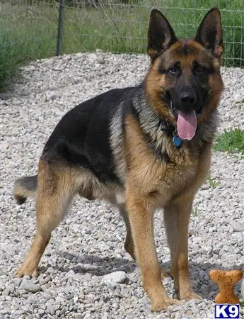 German Shepherd stud dog: a german shepherd dog standing outside