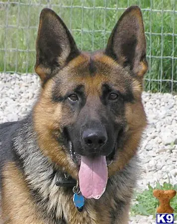 German Shepherd stud dog: a german shepherd dog with its tongue out