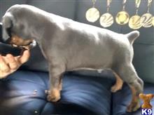 doberman pinscher puppy posted by jaysonjoel1112