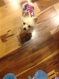 pomeranian puppy posted by jaysun1992
