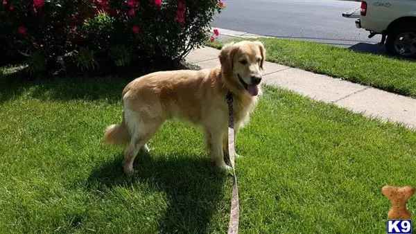 Golden Retriever stud dog