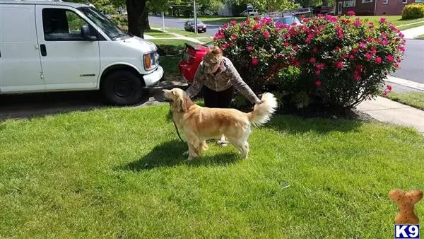 Golden Retriever stud dog