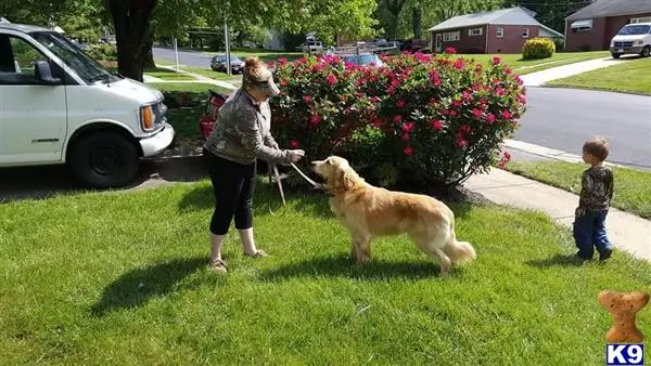 Golden Retriever stud dog