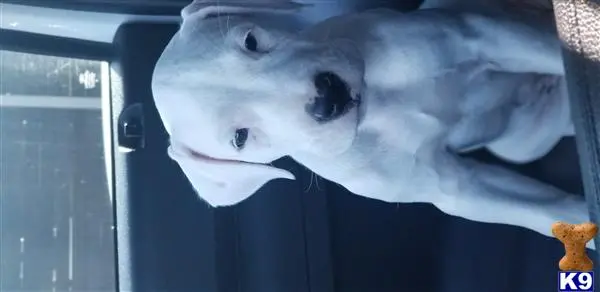 Dogo Argentino