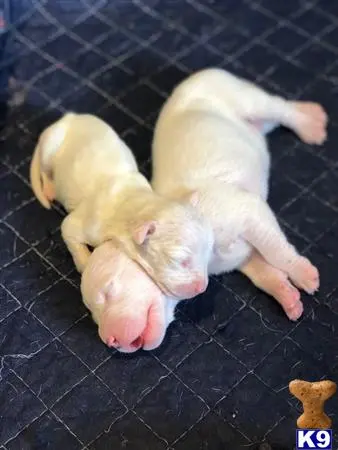 Dogo Argentino puppy for sale