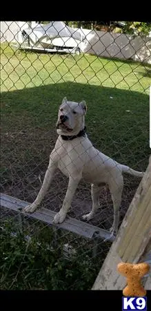 Dogo Argentino puppy for sale
