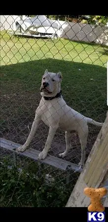 Dogo Argentino