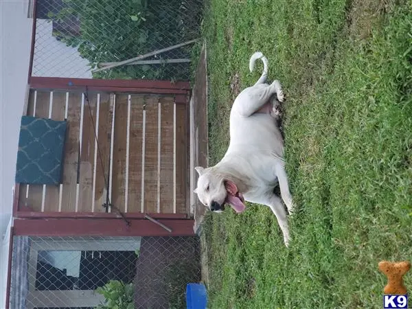 Dogo Argentino stud dog