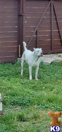 Dogo Argentino stud dog