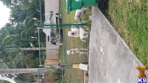 Dogo Argentino puppy for sale