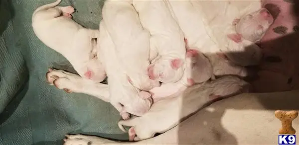 Dogo Argentino puppy for sale