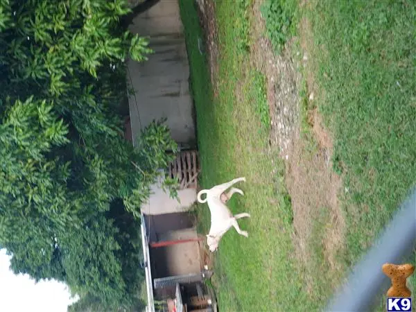 Dogo Argentino stud dog