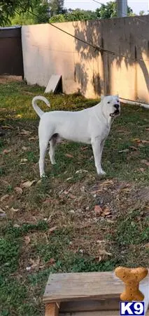 Dogo Argentino stud dog