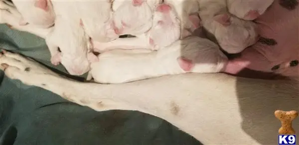 Dogo Argentino puppy for sale