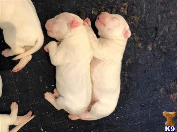 Dogo Argentino puppy for sale