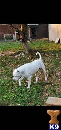 Dogo Argentino stud dog