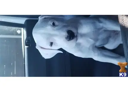 Dogo Argentino