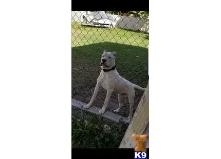 Dogo Argentino