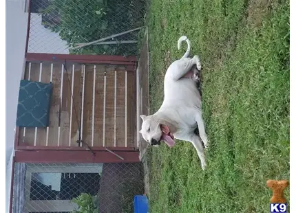 Dogo Argentino