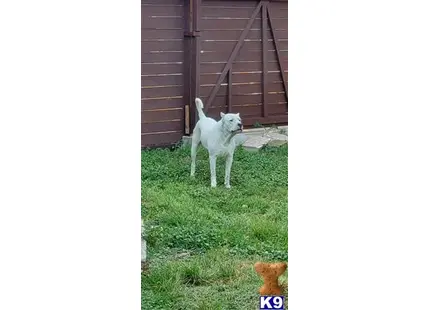 Dogo Argentino