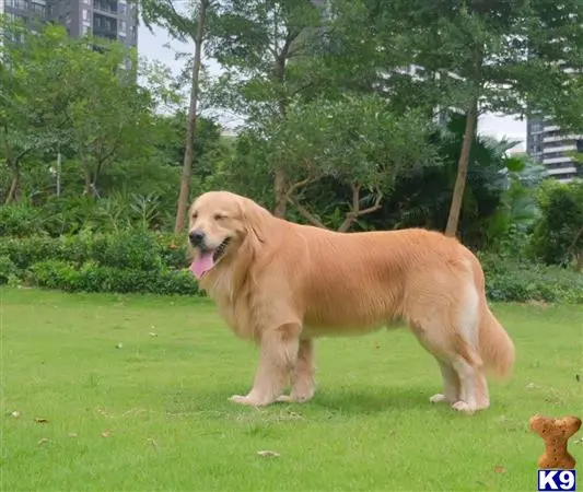 Golden Retriever stud dog