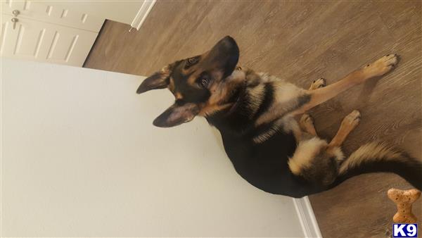 a german shepherd dog lying on the floor