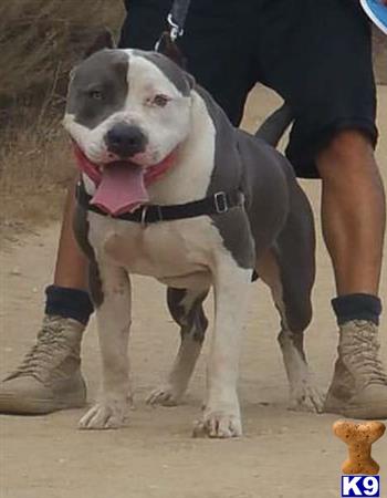 American Staffordshire Terrier