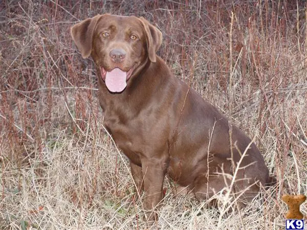 Labrador Retriever stud dog