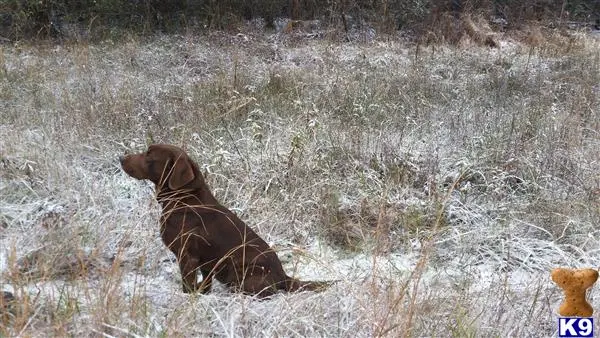 Labrador Retriever stud dog