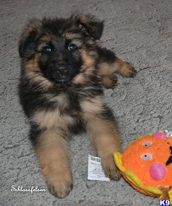 German Shepherd