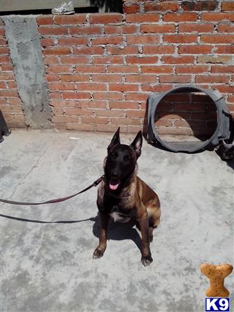 Belgian Malinois dog