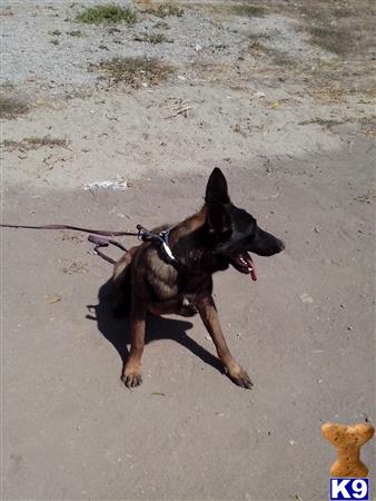 Belgian Malinois dog