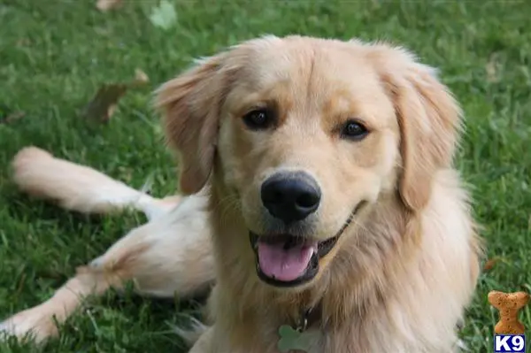 Golden Retriever stud dog