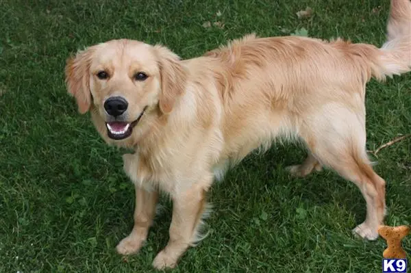 Golden Retriever stud dog