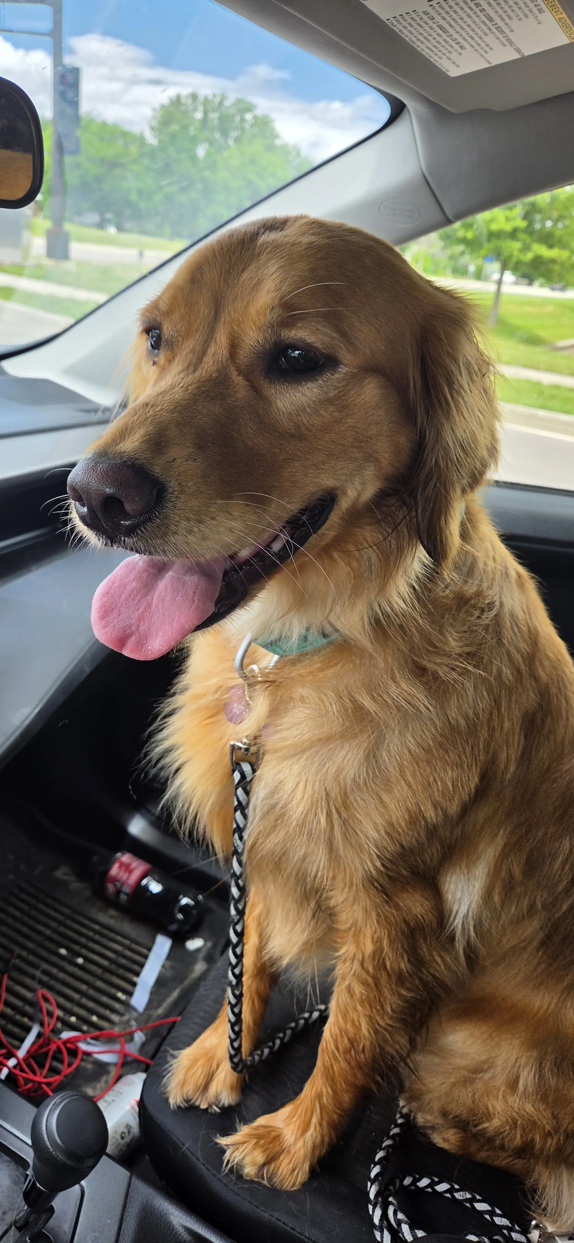 Golden Retriever female dog: Golden Retriever with a golden coat sitting in a car