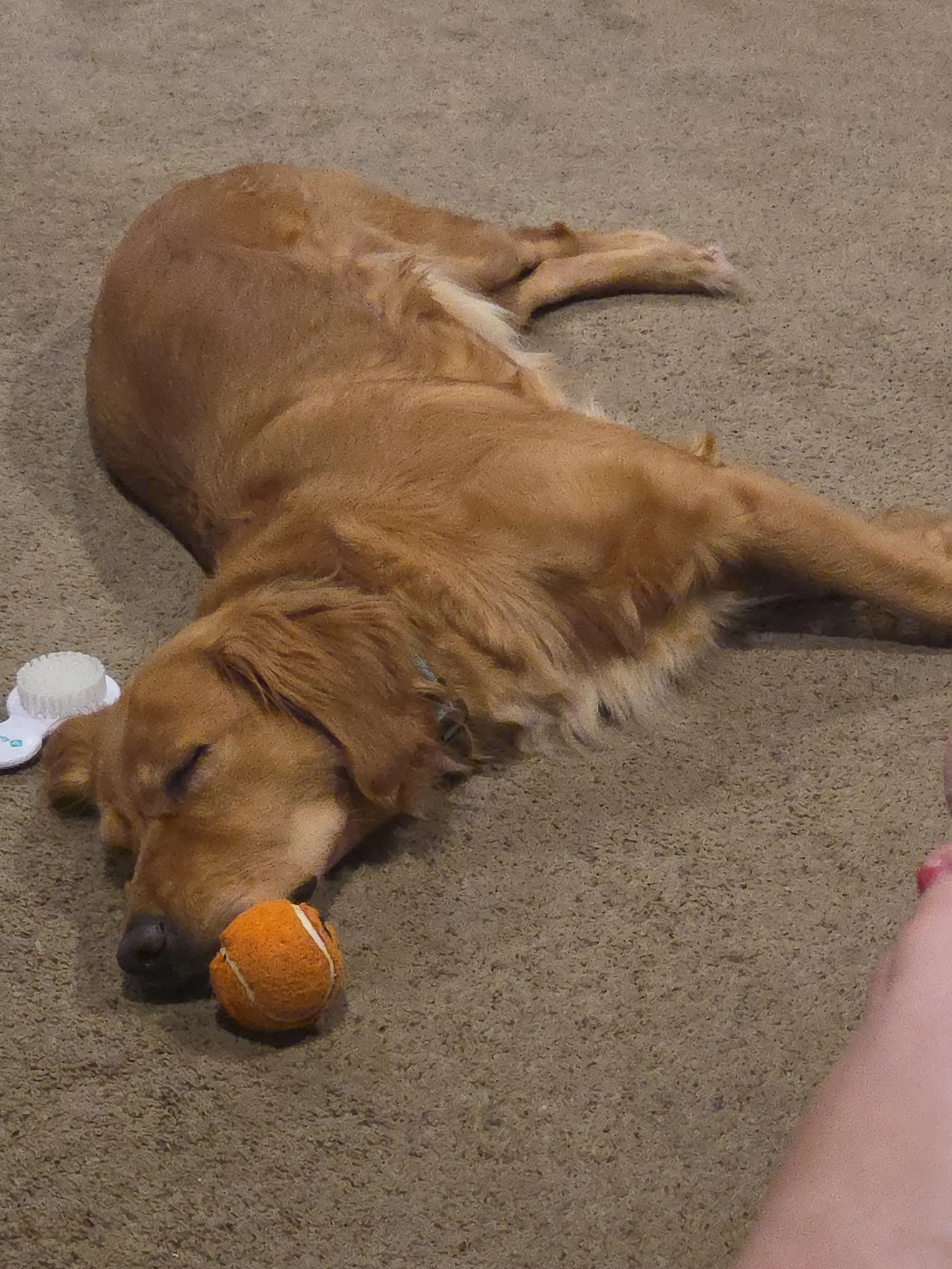 Golden Retriever female dog: Golden Retriever sleeping on carpet with an orange ball nearby