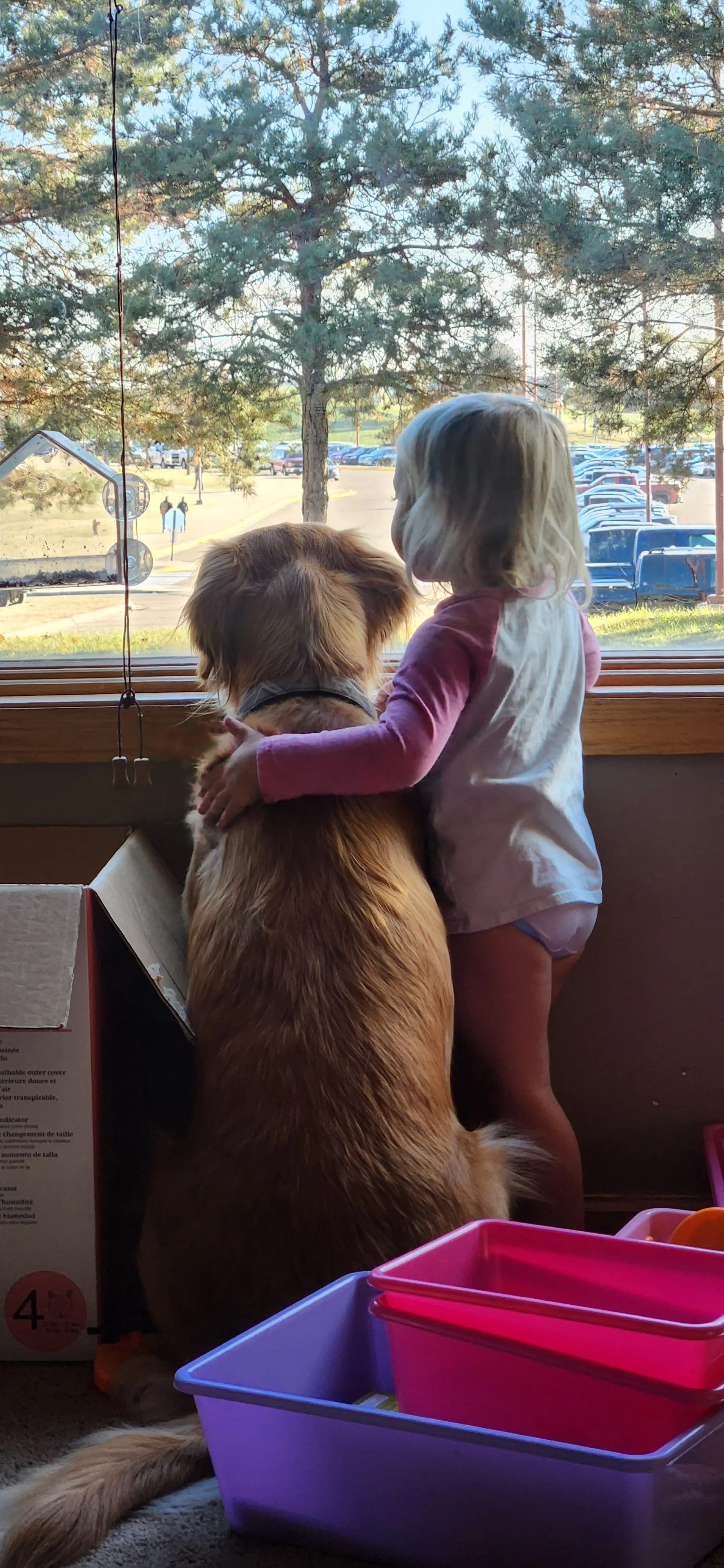 Golden Retriever female dog: Golden Retriever and child looking out a window together