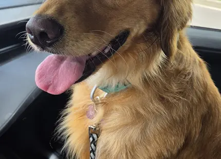 Golden Retriever female dog: Golden Retriever with a golden coat sitting in a car