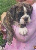 Old English Bulldog