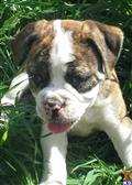 Old English Bulldog