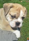 Old English Bulldog