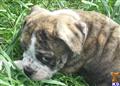 Old English Bulldog
